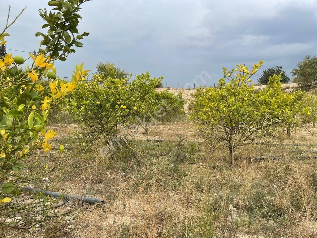 Köy İçerisinde Satlık Kelepir Arsa - Görsel 7