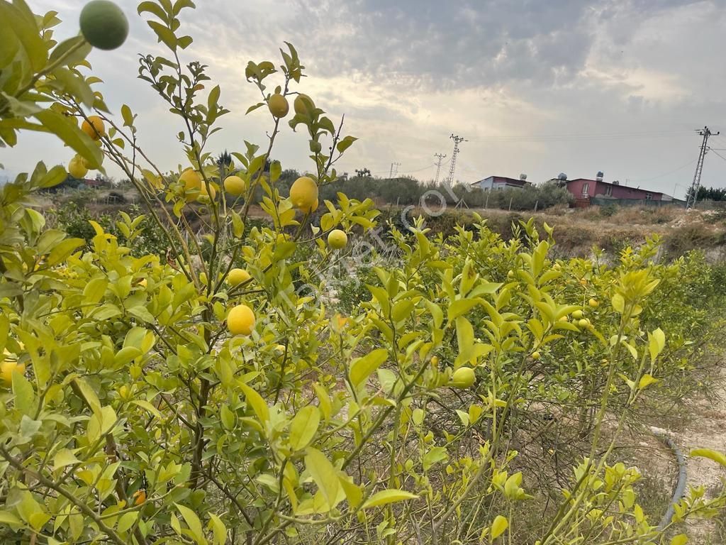 Köy İçerisinde Satlık Kelepir Arsa - Görsel 11