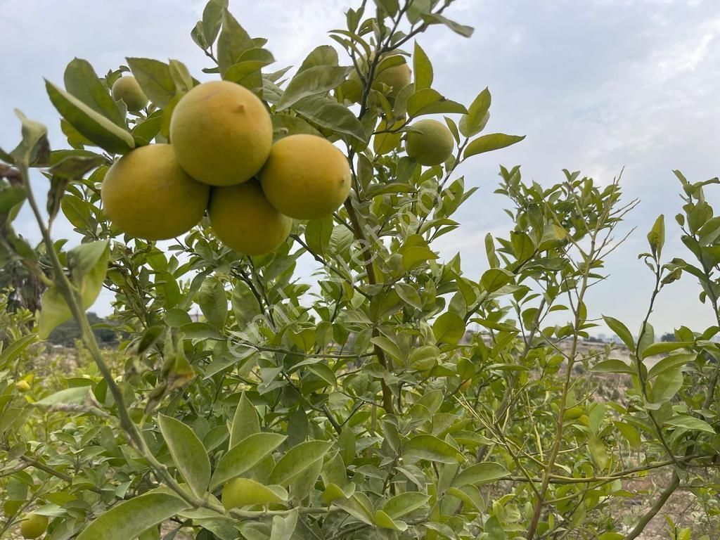 Köy İçerisinde Satlık Kelepir Arsa - Görsel 5
