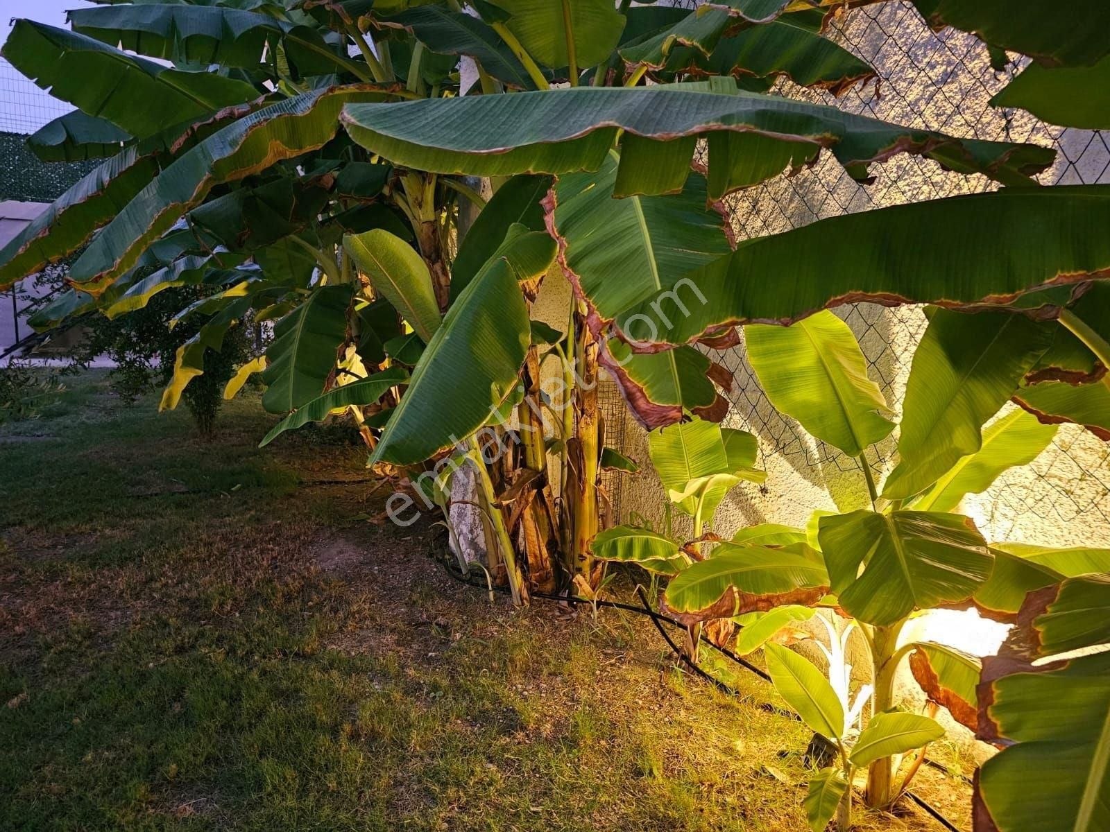 İzmir Çeşme Dalyan Denize Yakın Havuzlu Sitede Bahçeli Daire Rezidans - Görsel 34