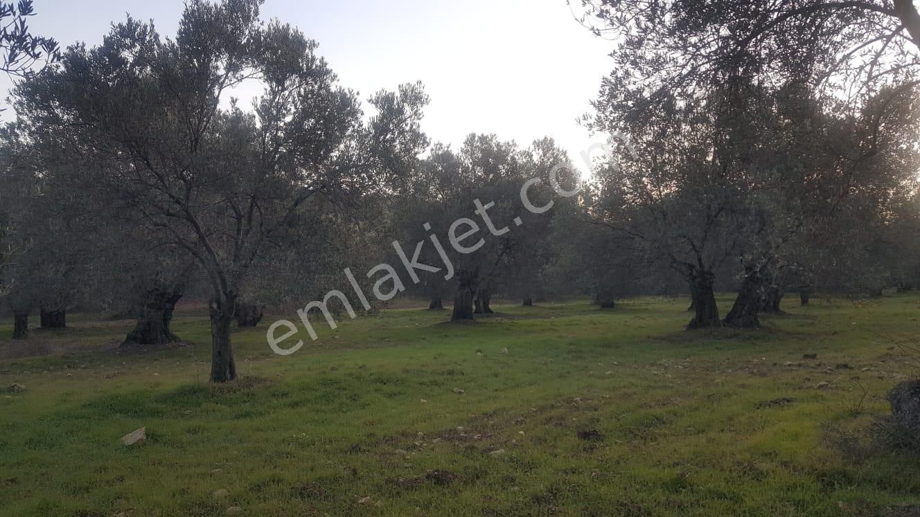 Ayvada Dan Ayvalık Sakarya'da 25 Dönüm Bakımlı Zeytinlik - Görsel 4