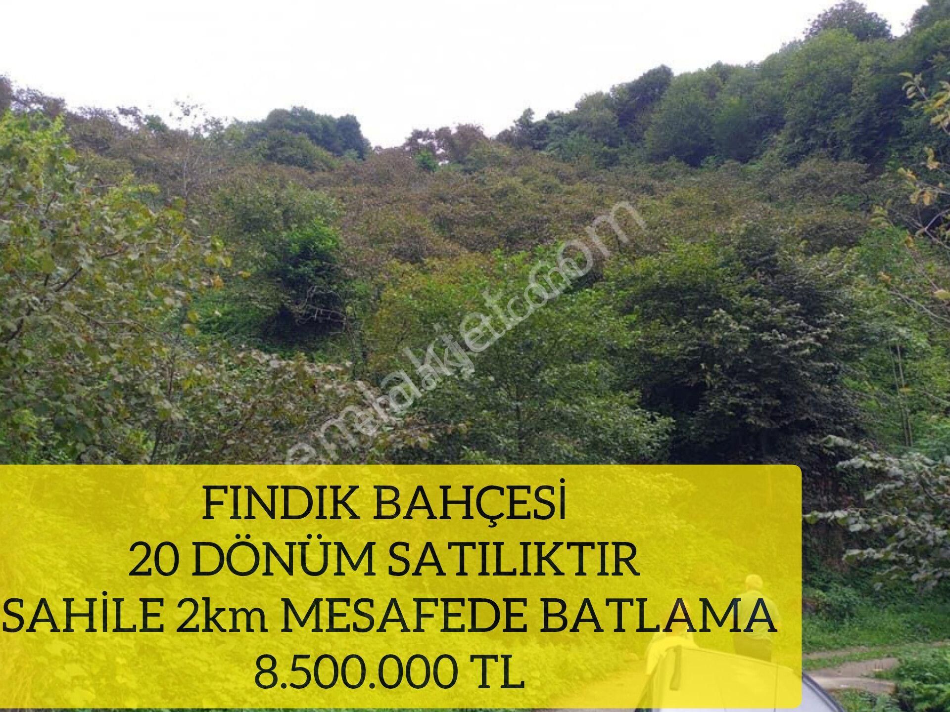 Giresun Merkez Uzgur Köyü (Batlama) Satılık Bağ & Bahçe ( 42 )fındık Bahçesi 20 Dönüm Satılıktır Sahile 2km Mesafede Batlama