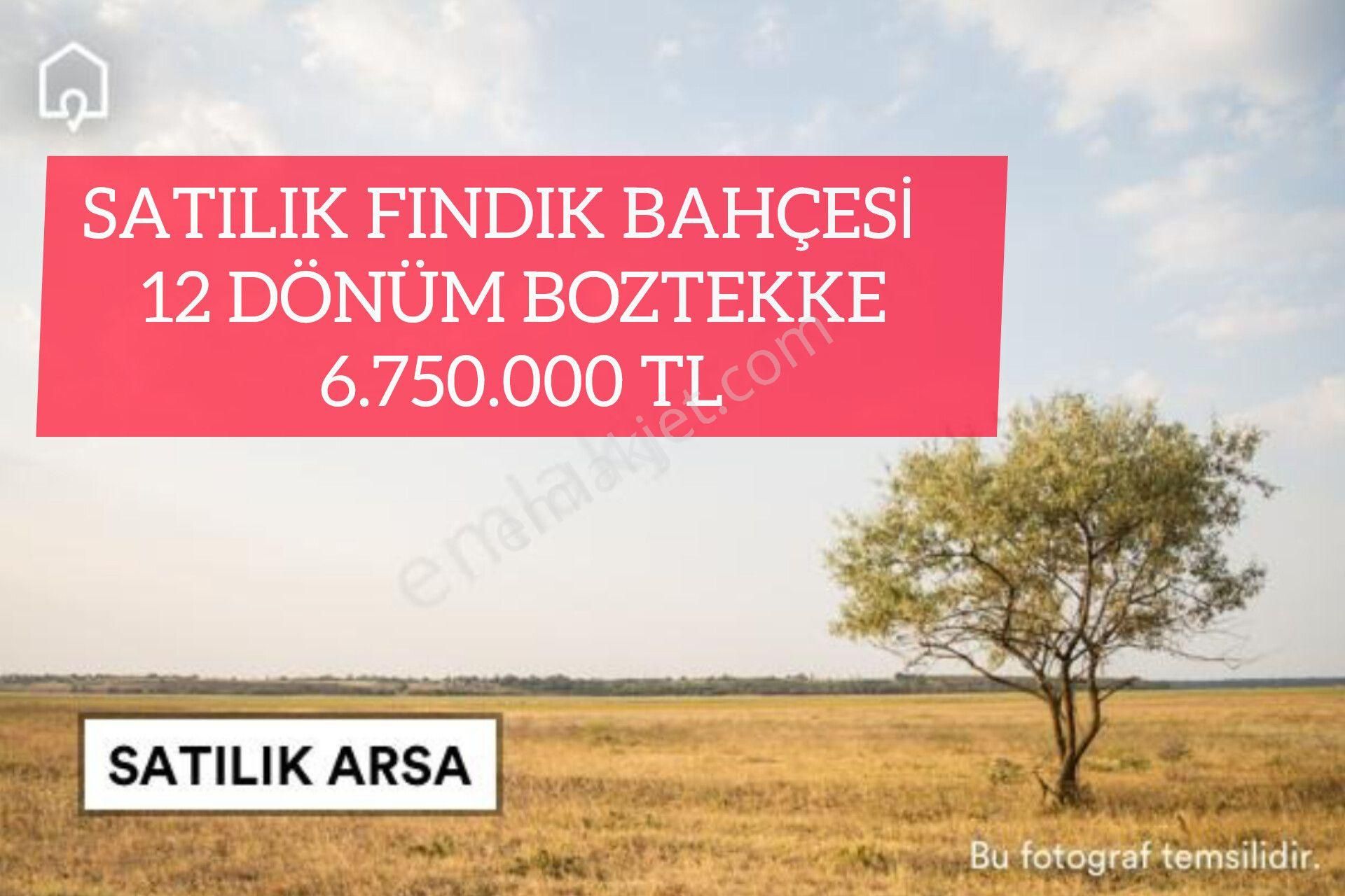 Giresun Merkez Boztekke Köyü (Ayaroğlu) Satılık Çiftlik ( 45) Satılık Fındık Bahçesi 12 Dönüm Boztekke