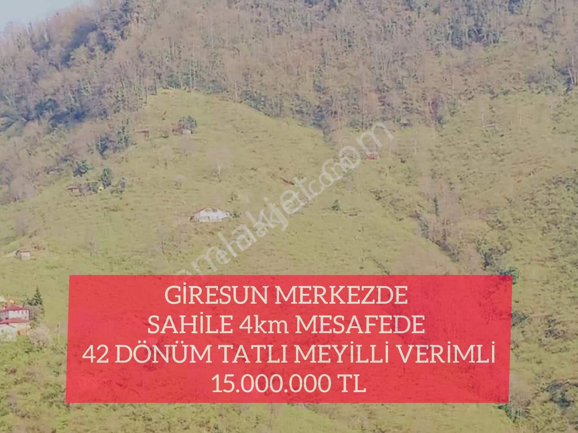 Giresun Merkez Uzgur Köyü (Batlama) Satılık Bağ & Bahçe ( 26 ) Giresun Merkezde Sahile 4km Mesafede 42 Dönüm Tatlı Meyilli Verimli