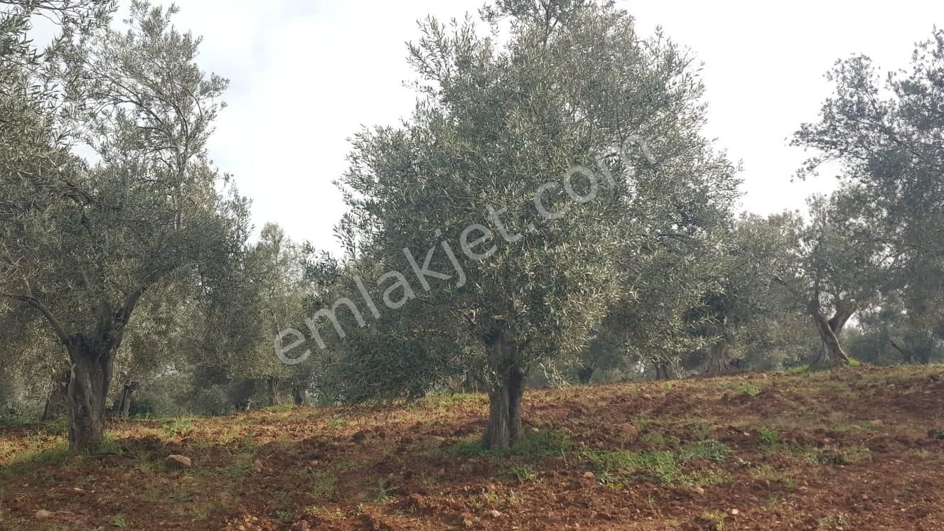 Ayvada'dan Ayvalık Fethiye'de 25 Dönüm Bakımlı Zeytinlik - Görsel 9