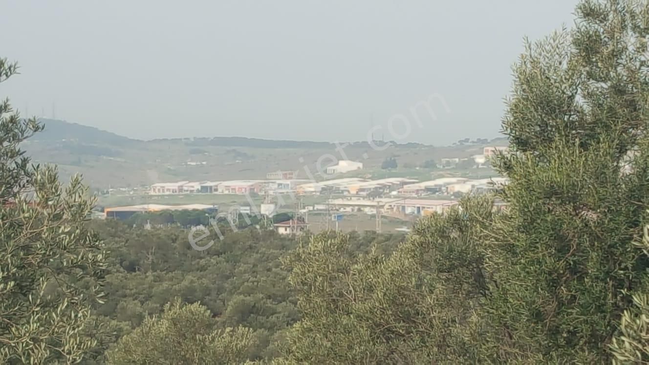 Ayvada'dan Ayvalık Fethiye'de 25 Dönüm Bakımlı Zeytinlik - Görsel 3