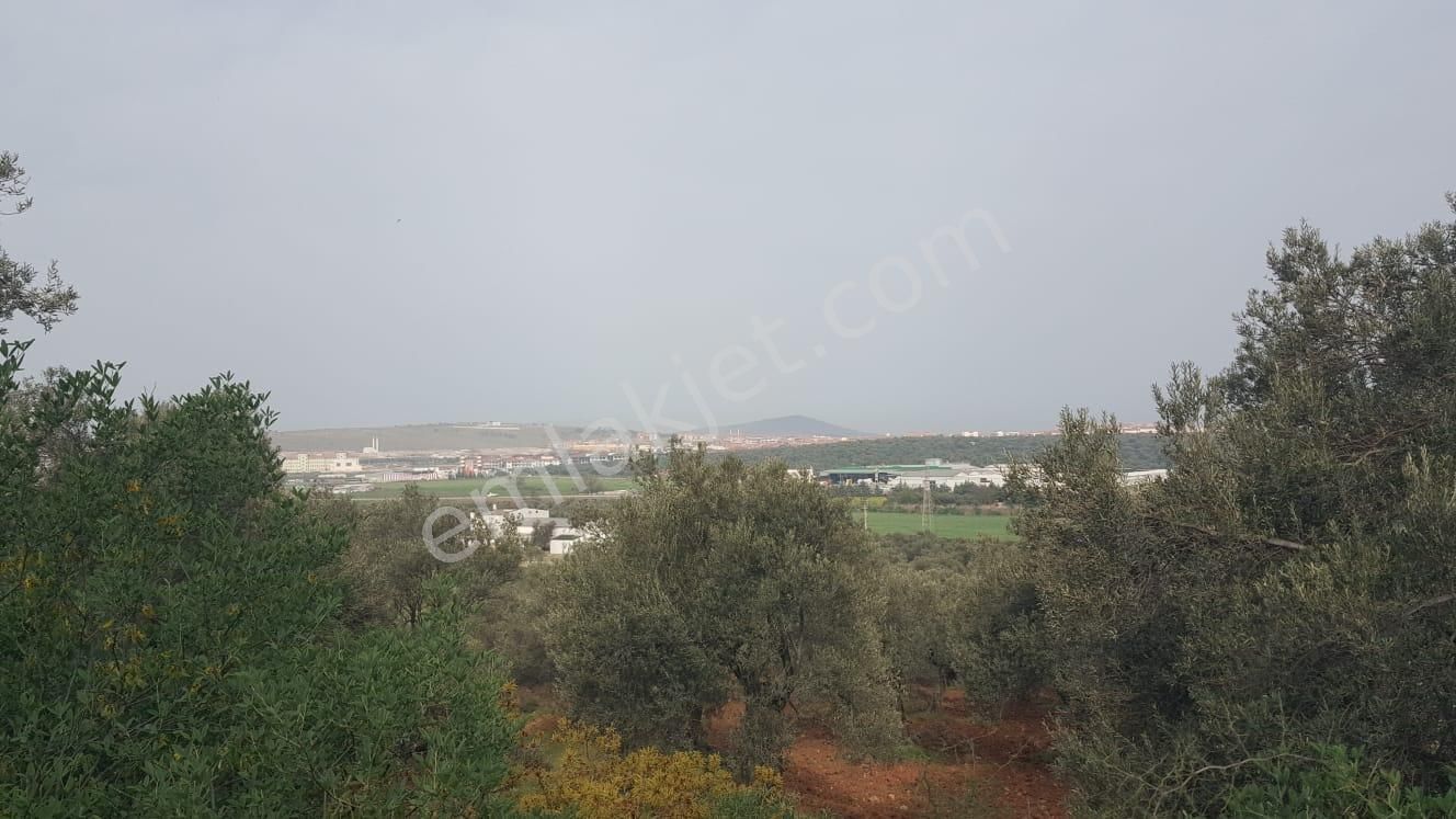 Ayvada'dan Ayvalık Fethiye'de 25 Dönüm Bakımlı Zeytinlik - Görsel 8