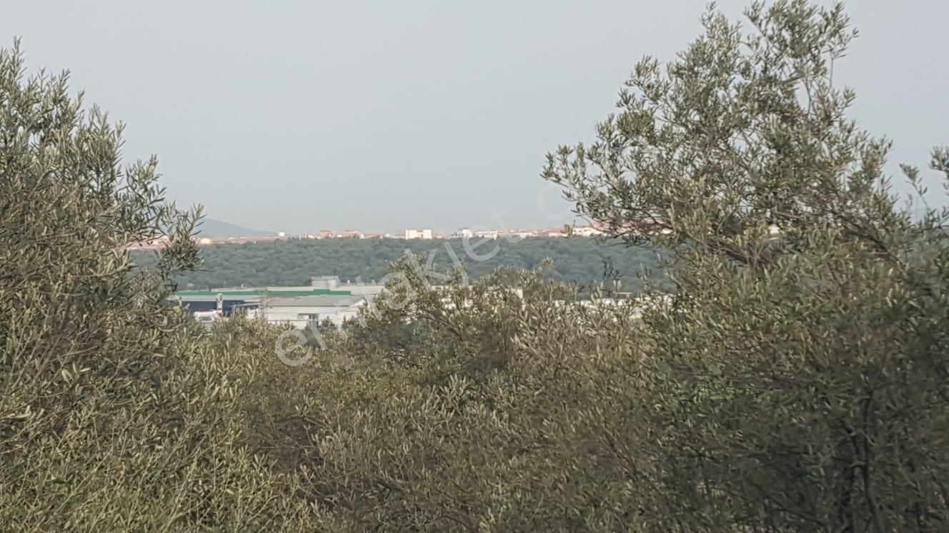 Ayvada'dan Ayvalık Fethiye'de 25 Dönüm Bakımlı Zeytinlik - Görsel 12