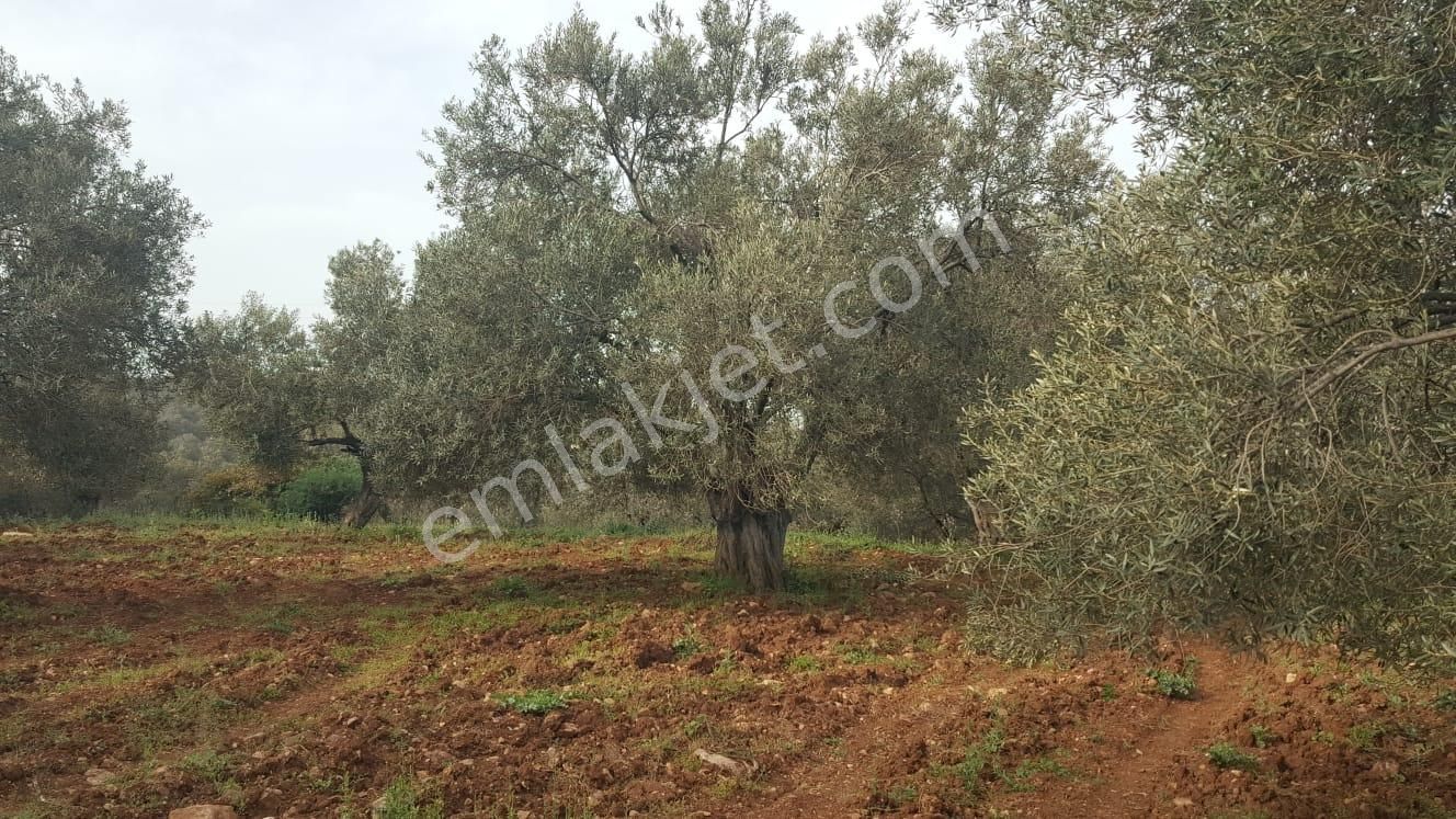 Ayvada'dan Ayvalık Fethiye'de 25 Dönüm Bakımlı Zeytinlik - Görsel 11