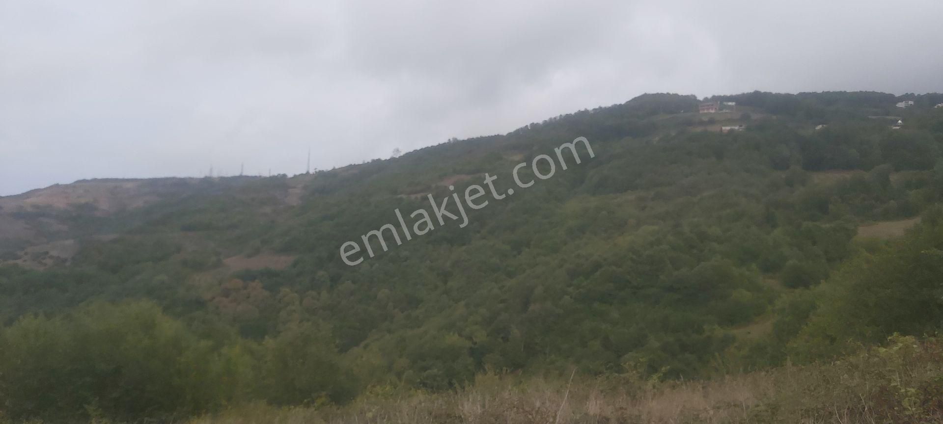 Samsun Canik Gürgenyatak Orman İçinde Manzaralı Satılık Tarla - Görsel 6