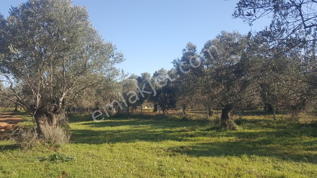 Ayvada'dan Ayvalık Sakarya'da 1 Dönüm Bakımlı Zeytinlik - Görsel 7