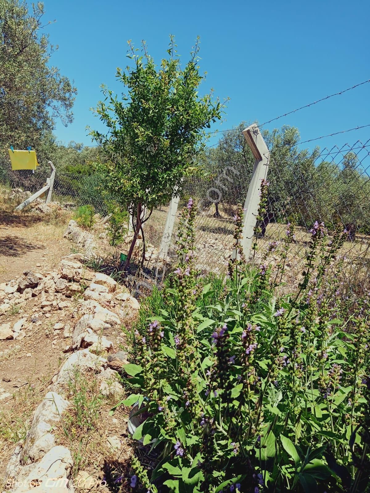 Ayvada'dan Ayvalık Gazikemalpaşada 4 Dönüm Bakımlı Zeytinlik - Görsel 10