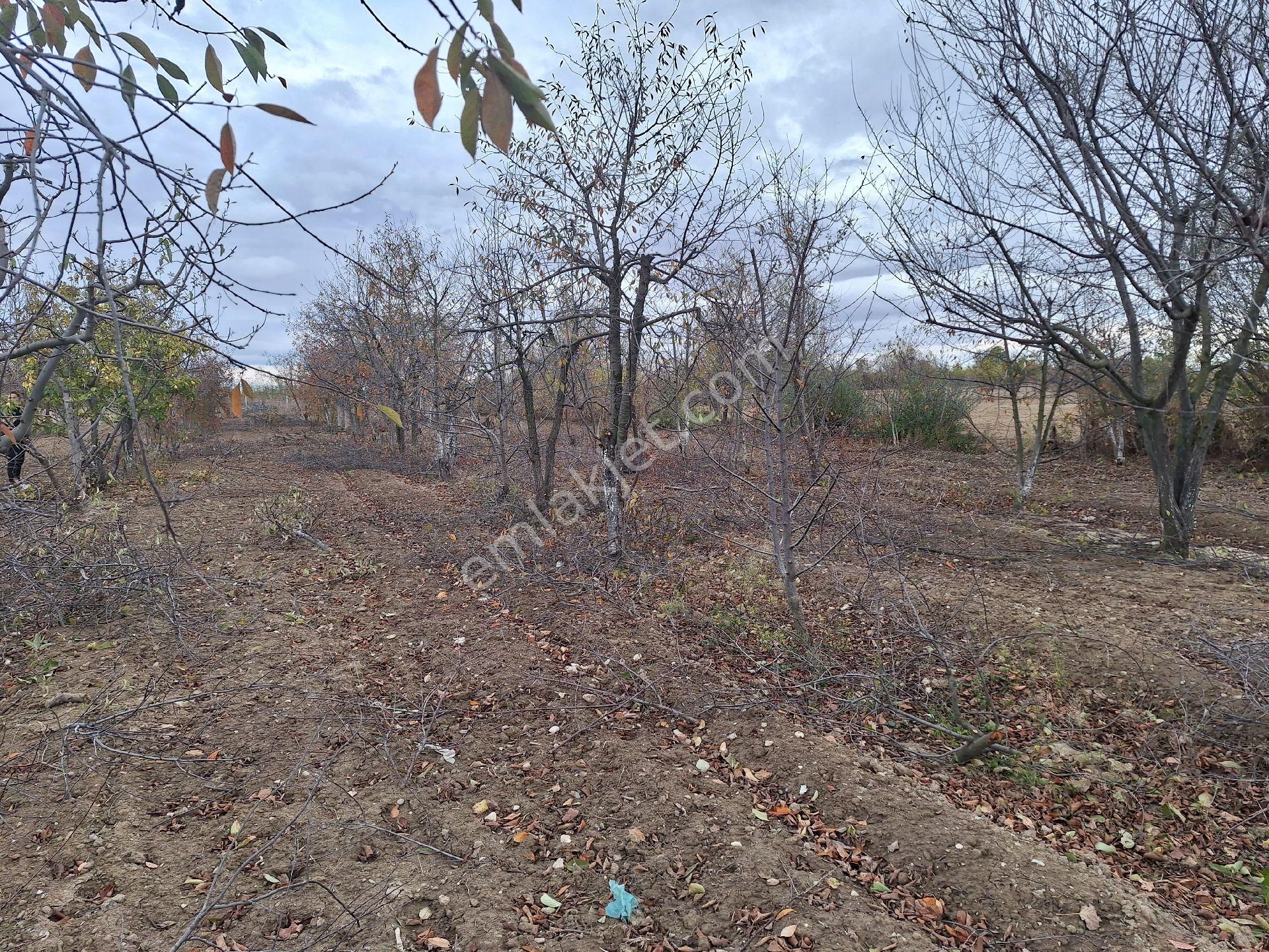 Daglı Emlaktan Dogrugöz Mahallesinde - Görsel 4