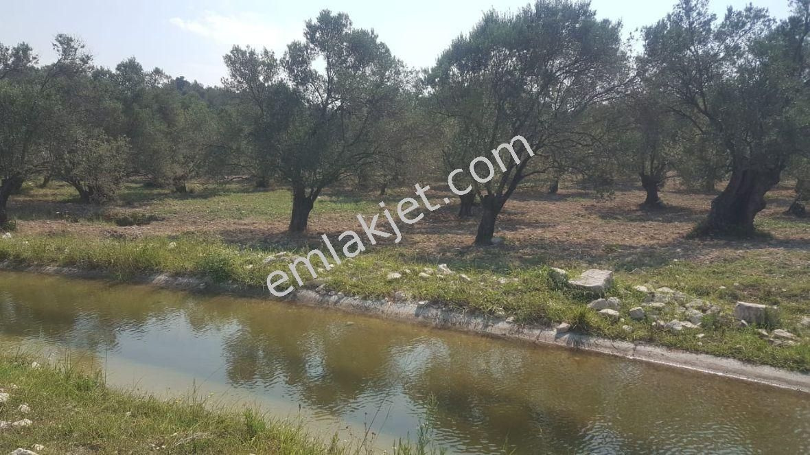 Ayvada Dan 55 Dönüm Bakımlı Zeytinlik - Görsel 6