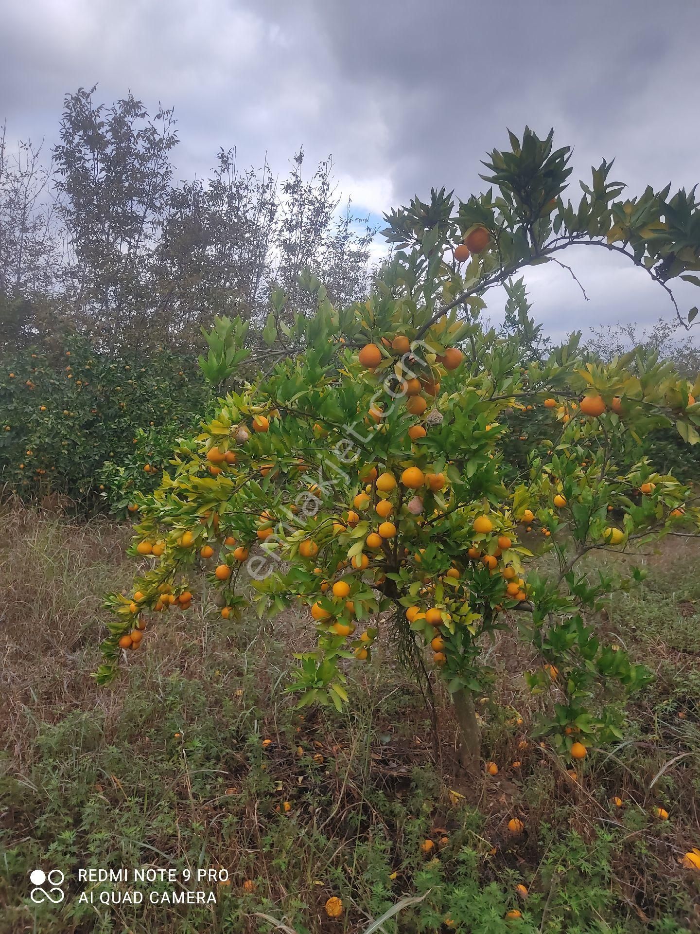 Buharkent Kamilpaşa Satılık Zeytinlik Buharkent Ve Çevresinde 1 Dönüm Zeytin Ve Meyve Bahçeleri Satılık