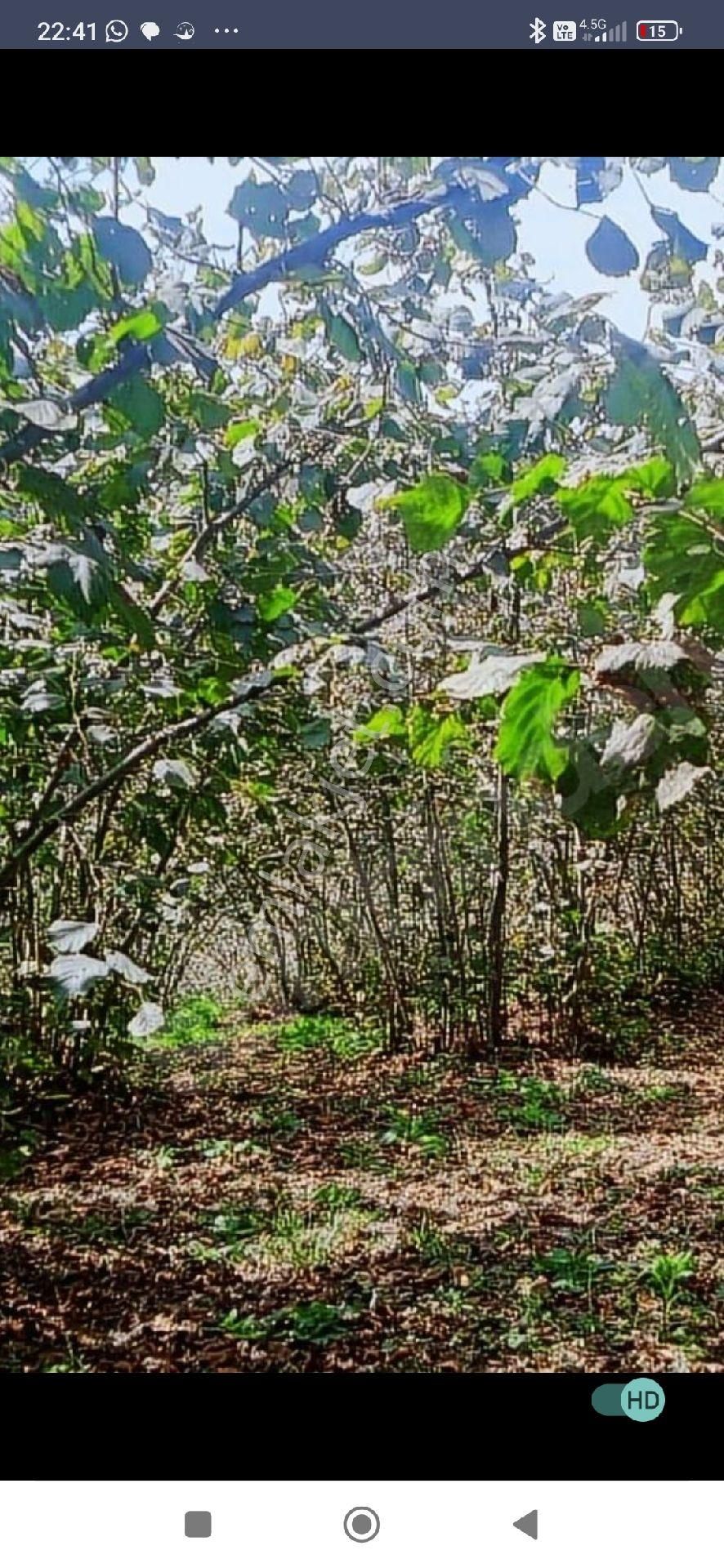 Samsun Terme Mihlipelitmahsinde Anayola Cephe Yarisi Fuz Yarisi Az Mehilli Satikik Fimdik Bahcesi - Görsel 8