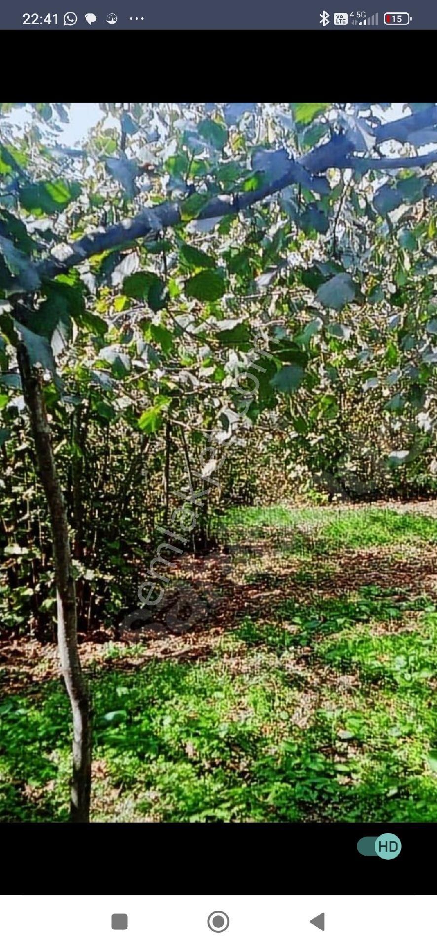 Samsun Terme Mihlipelitmahsinde Anayola Cephe Yarisi Fuz Yarisi Az Mehilli Satikik Fimdik Bahcesi - Görsel 4