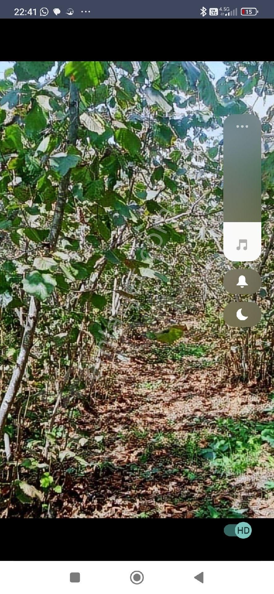 Samsun Terme Mihlipelitmahsinde Anayola Cephe Yarisi Fuz Yarisi Az Mehilli Satikik Fimdik Bahcesi - Görsel 7