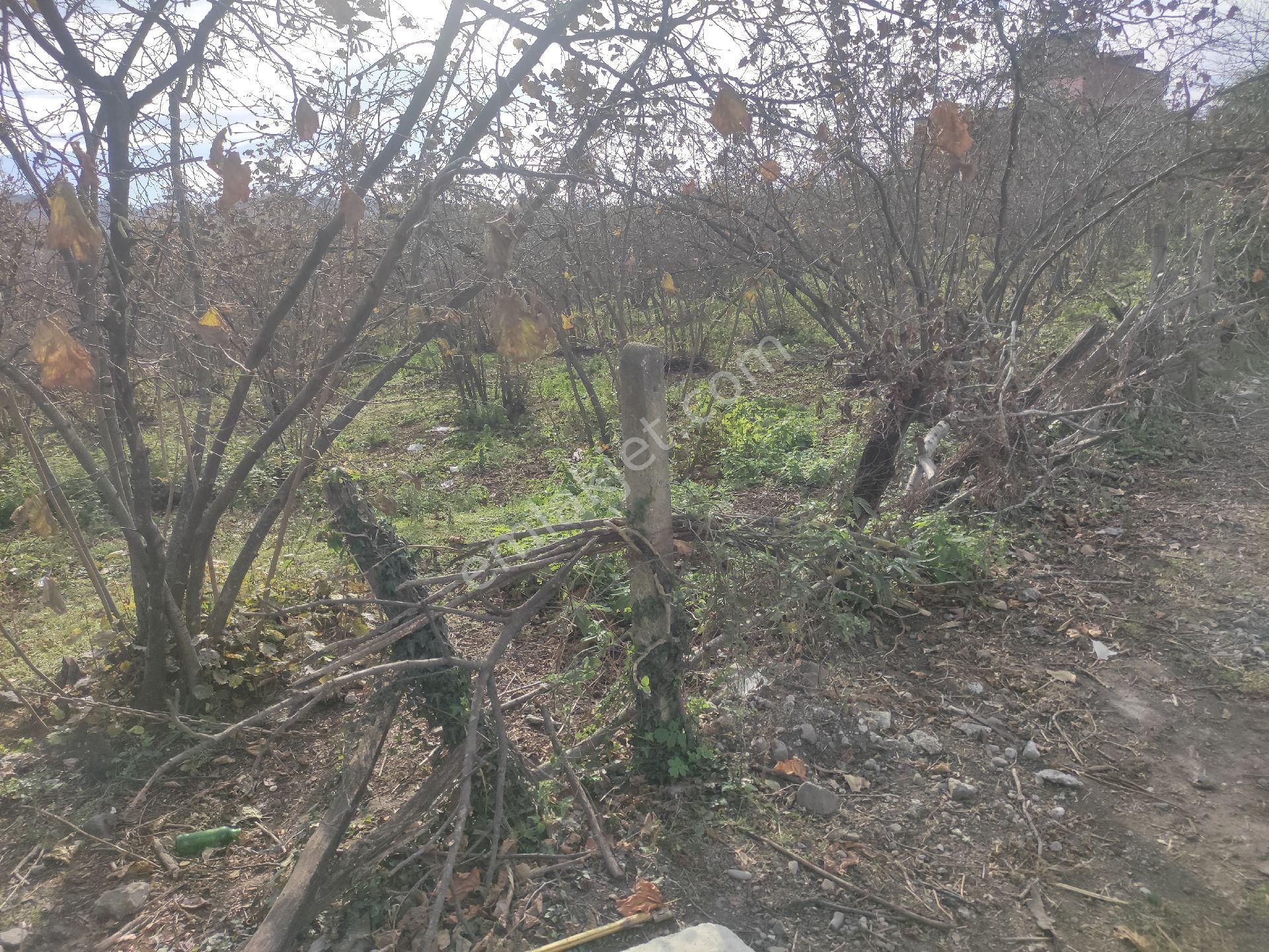 Samsun Terme Mihlipelitmahsinde Anayola Cephe Yarisi Fuz Yarisi Az Mehilli Satikik Fimdik Bahcesi - Görsel 14