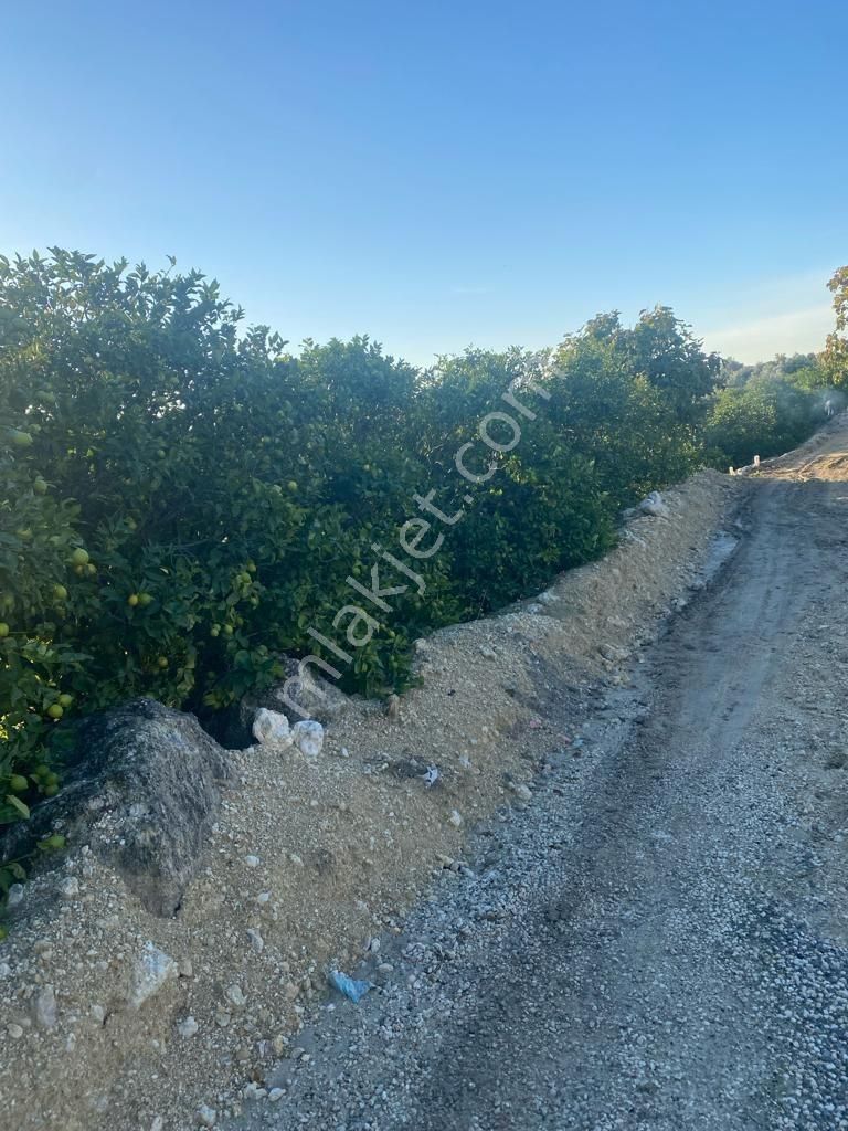 Erdemli Elvanlı'da Satılık Limon Bahçesi - Görsel 6