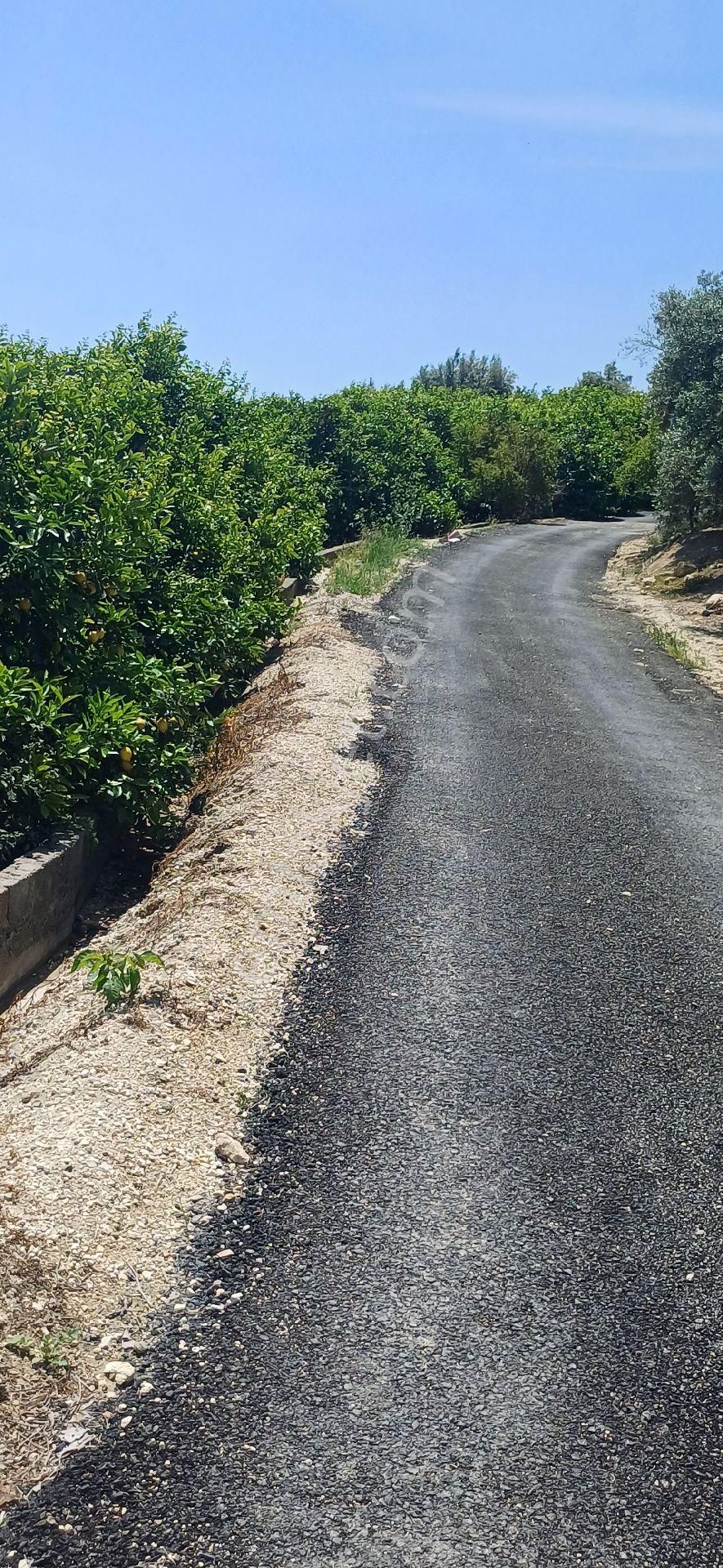 Erdemli Elvanlı'da Satılık Limon Bahçesi - Görsel 16