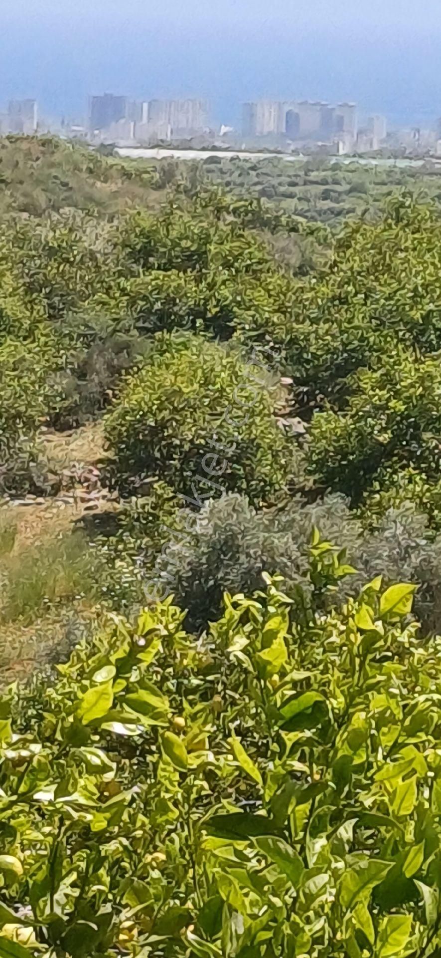 Erdemli Elvanlı'da Satılık Limon Bahçesi - Görsel 25