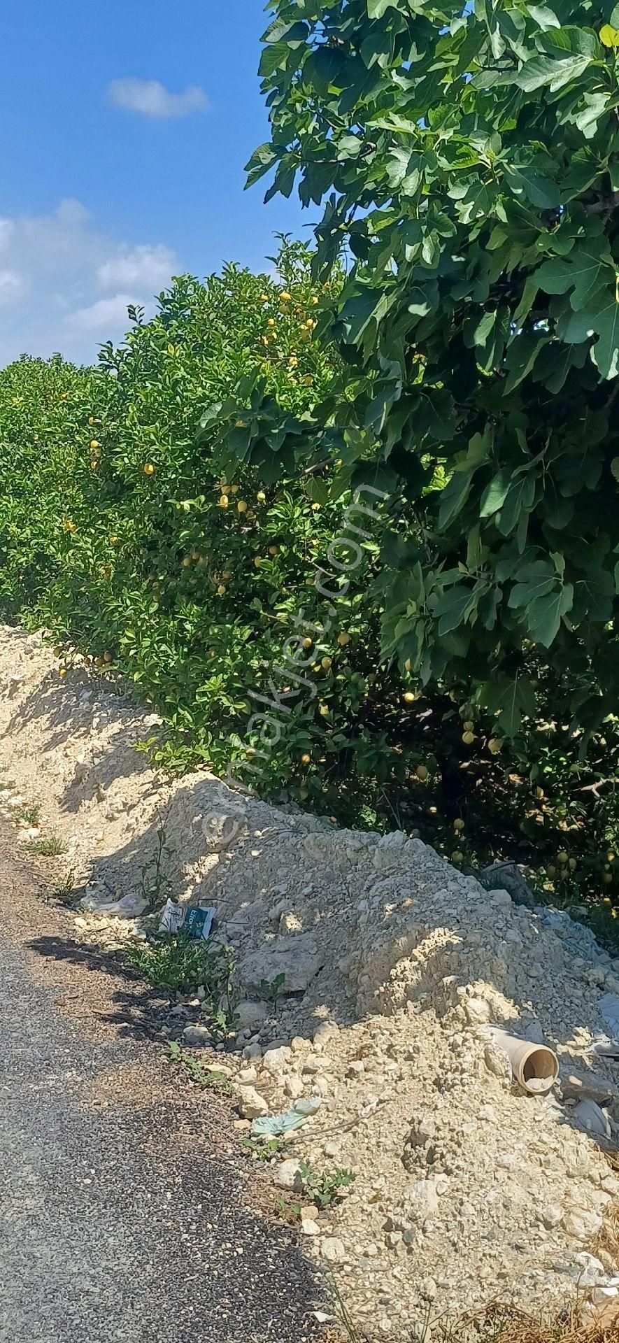 Erdemli Elvanlı'da Satılık Limon Bahçesi - Görsel 20