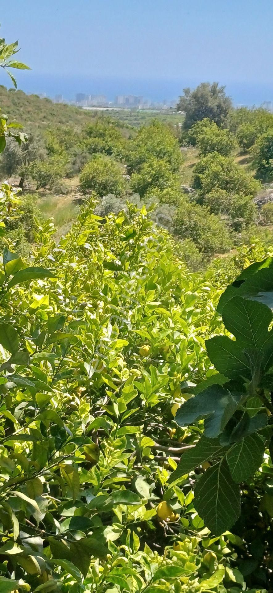 Erdemli Elvanlı'da Satılık Limon Bahçesi - Görsel 24