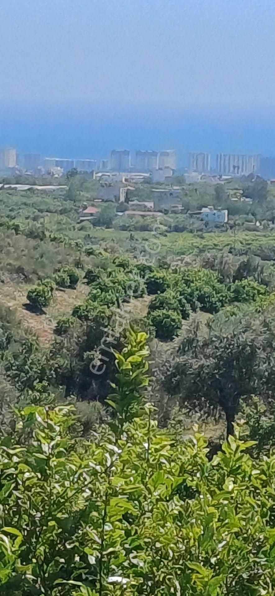 Erdemli Elvanlı'da Satılık Limon Bahçesi - Görsel 21