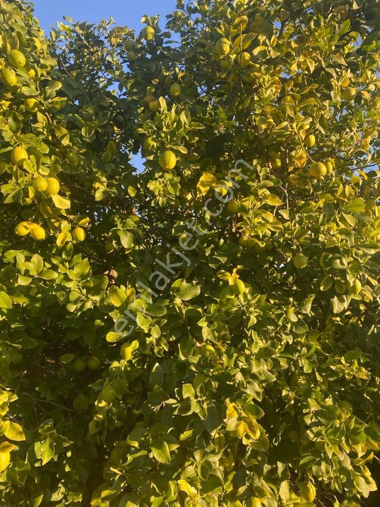 Erdemli Elvanlı'da Satılık Limon Bahçesi - Görsel 4