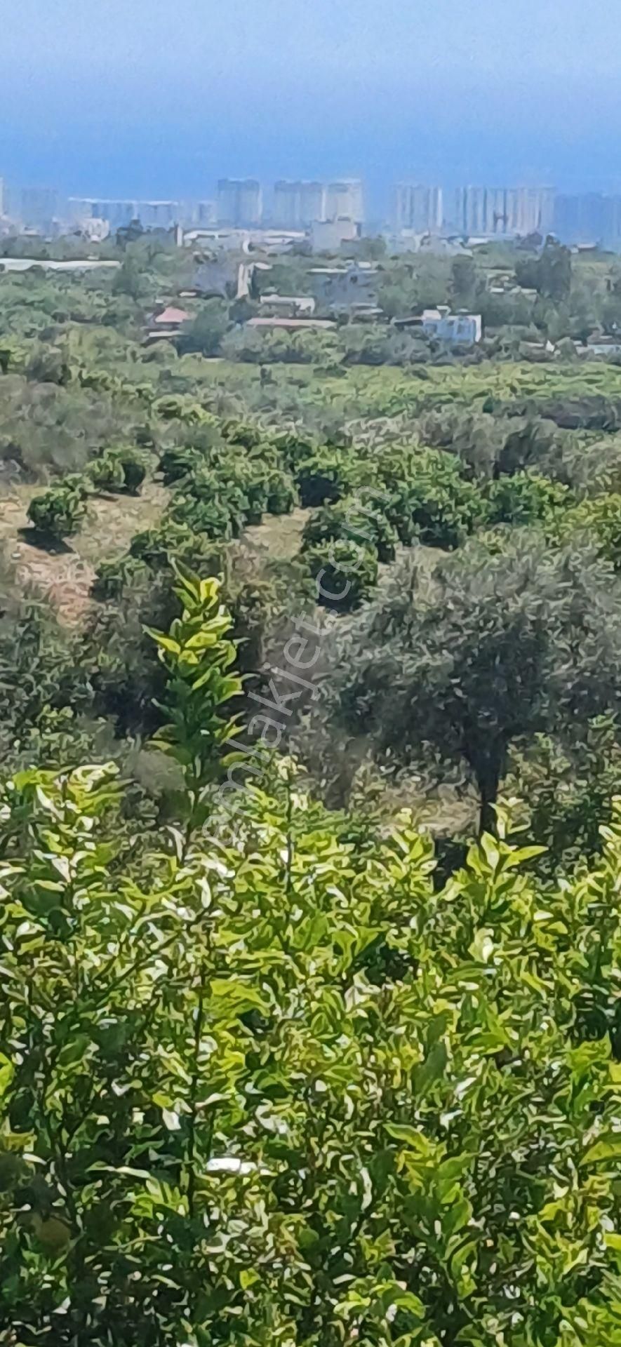 Erdemli Elvanlı'da Satılık Limon Bahçesi - Görsel 18
