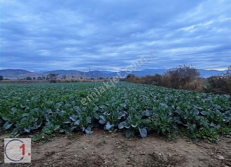 Bayındır Çırpı Cami Satılık Tarla ÇIRPI'DA YOLA 190 MT ÇİFT CEPHELİ SATILIK GÜZEL TARLA