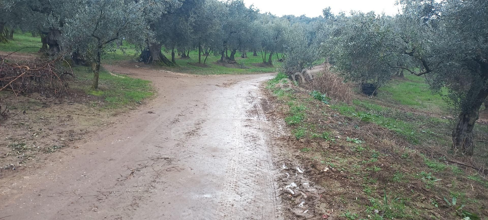 Orhangazi Yenigürle Satılık Zeytinlik orhangazi   Yenigürle Mahallesi'nde imarA yakın zeytinlik