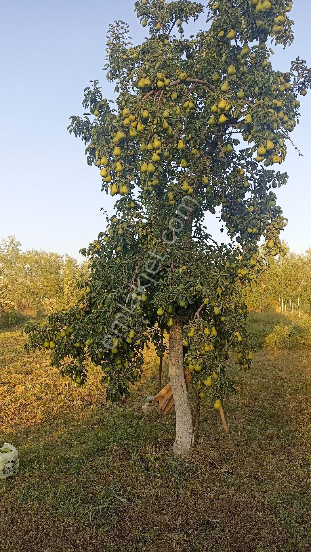 İpekyolu Buzhane Satılık Bağ & Bahçe Sahibinden satılık