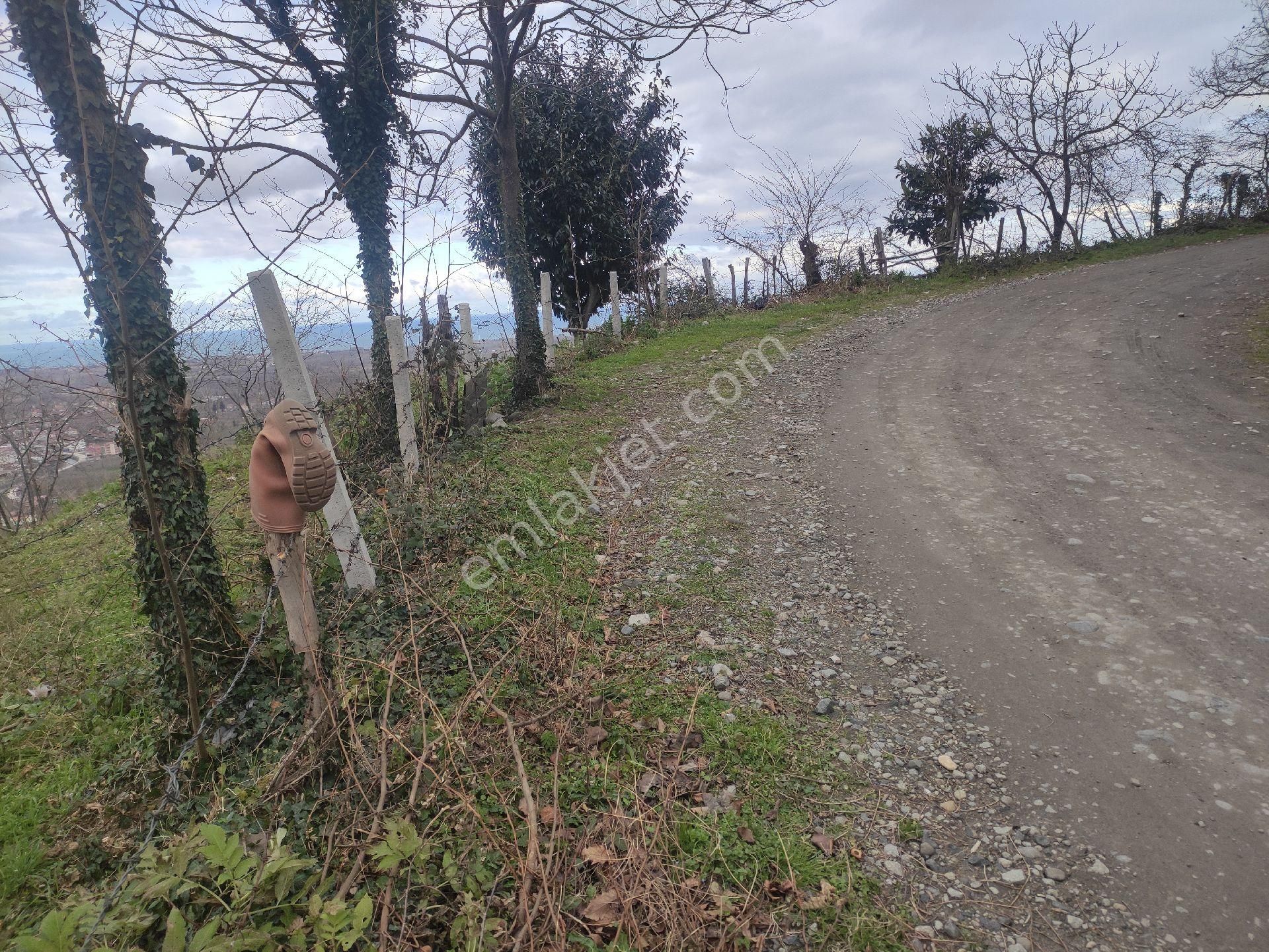 Terme Gündoğdu Satılık Tarla SAMSUN TERME GUNDOGDU KOYUNDE MERKEZDE YOLU OLAN SATİLİK CAKİKTAK FİNDİK BAHCESİ