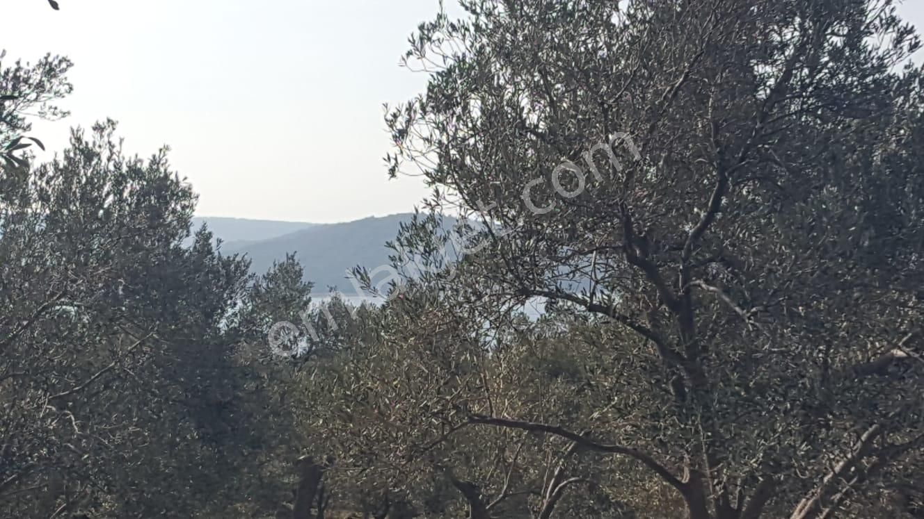 Ayvalık Cunda'da 5 Dönüm Bakımlı Zeytinlik - Görsel 9