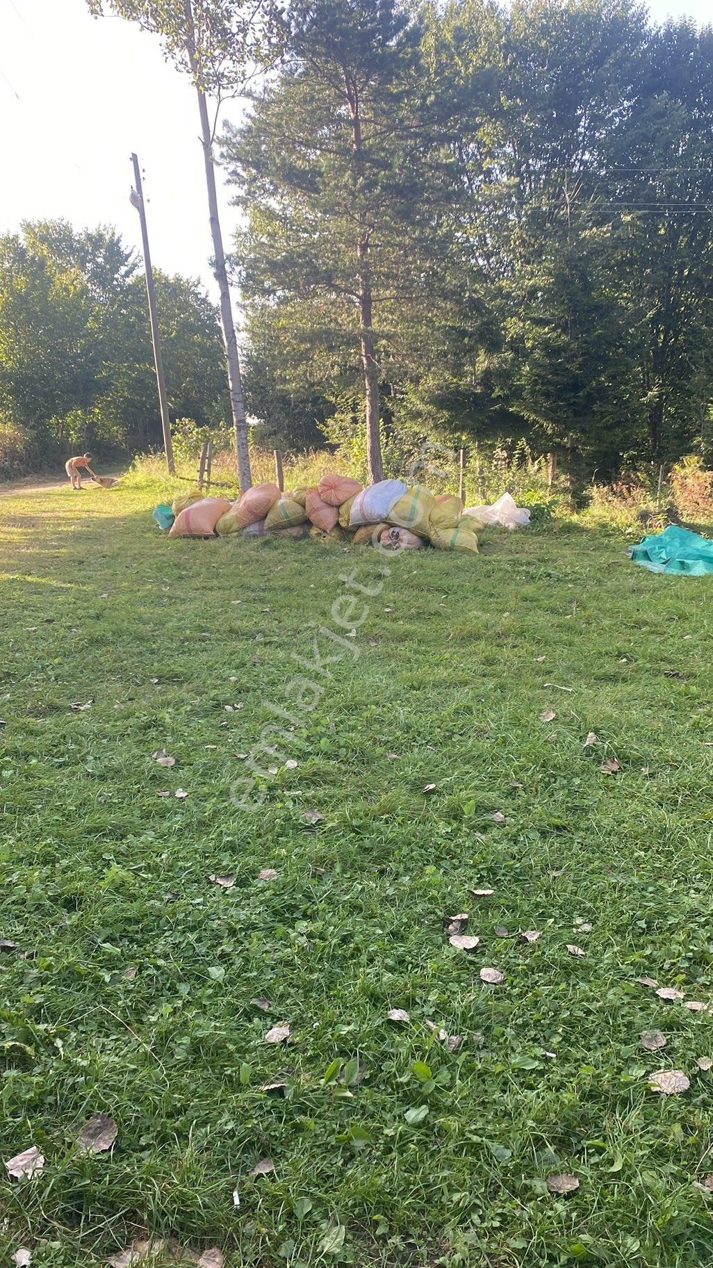 Kabadüz Yokuşdibi Satılık Bağ & Bahçe Sahibinden satılık fındık bahçesi ev ve mandıra