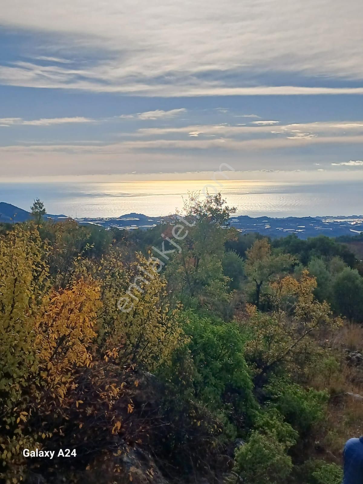 Alanya Hacıkerimler Satılık Tarla  satılık deniz manzaralı tarla  zeytin ağaçları var