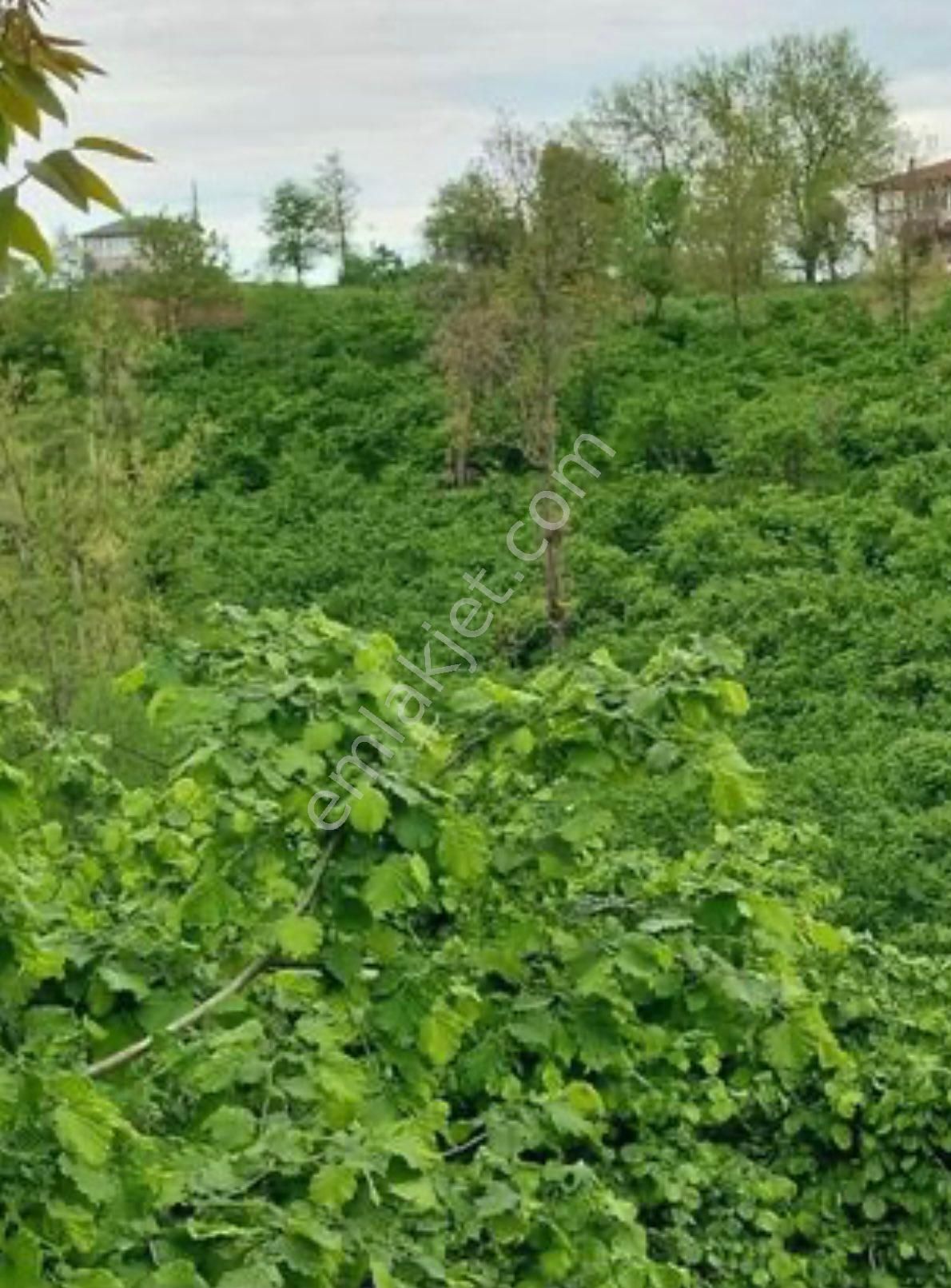 Perşembe Okçulu Köyünde, Deniz Manzaralı Satılık Fındık Bahçesi - Görsel 8