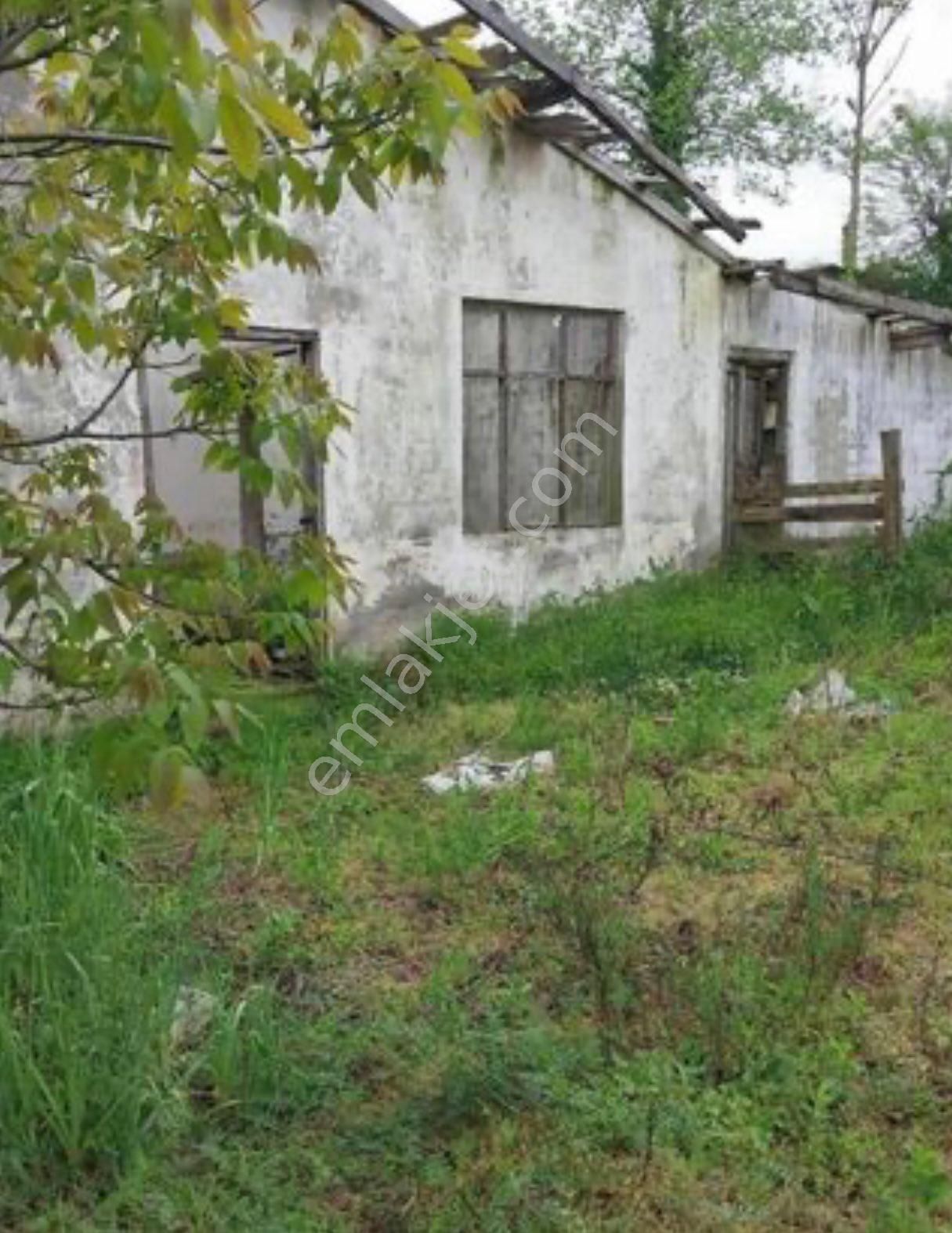 Perşembe Okçulu Köyünde, Deniz Manzaralı Satılık Fındık Bahçesi - Görsel 4