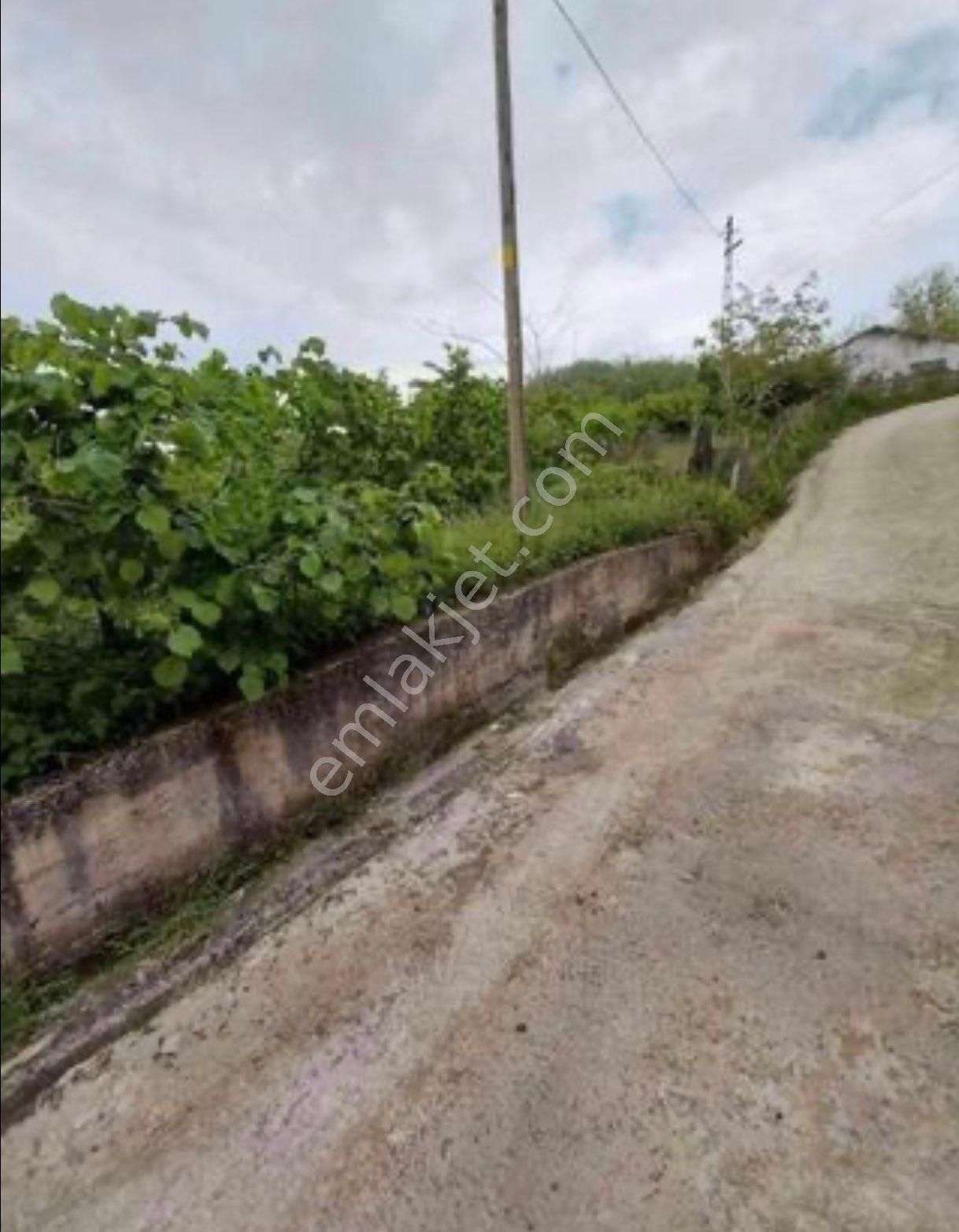 Perşembe Okçulu Köyünde, Deniz Manzaralı Satılık Fındık Bahçesi - Görsel 3