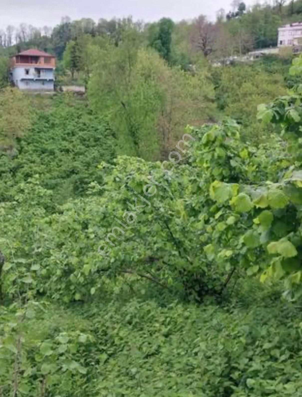 Perşembe Okçulu Köyünde, Deniz Manzaralı Satılık Fındık Bahçesi - Görsel 6