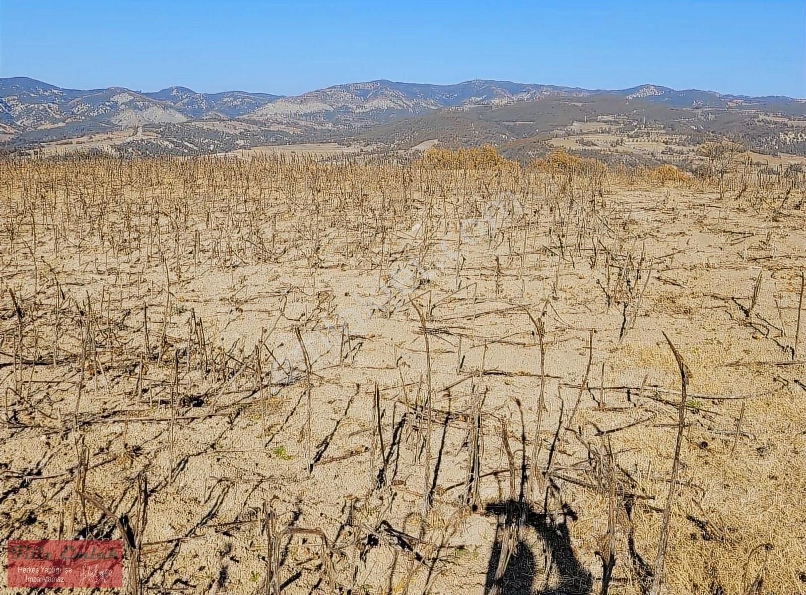 Gölpazarı Kümbet Köyü Satılık Tarla Bilecik Gölpazarı Asfalta 80 Metre