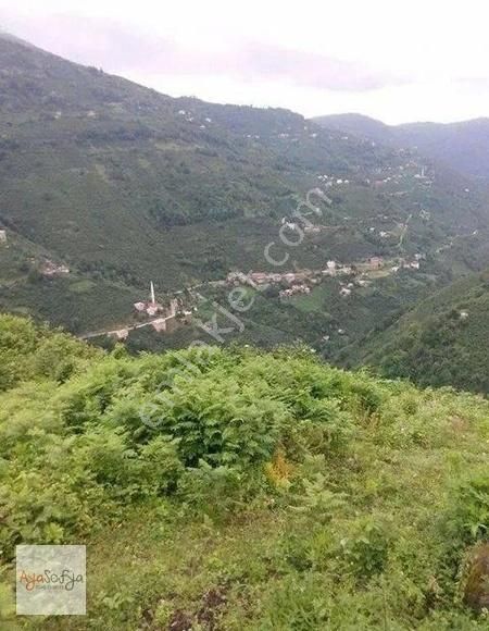 Piraziz Bozat Köyü (Göldüzü) Satılık Bağ & Bahçe Giresun Pirazizde 3.777 M2 Fırsat Fındık Bahçesi