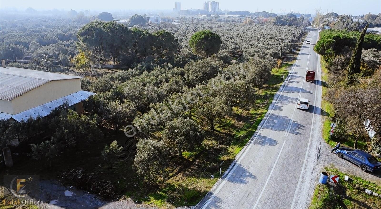 Akhisar Ulu Camii Satılık Tarla Akhisar Merkezde**asfalt Üzeri 819 M2 Zeytin Bahçesi