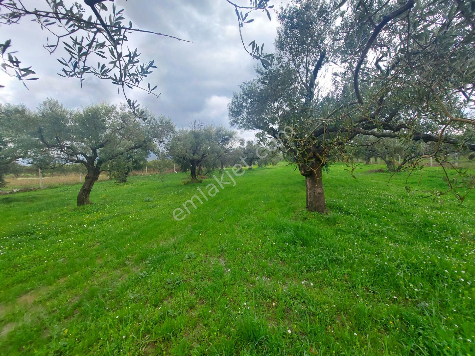 Torbalı Karakuyu Satılık Zeytinlik  Torbalı Karakuyu Mah.  Müstakil Tek Tapu  7578 m2 Satılık Zeytinlik 