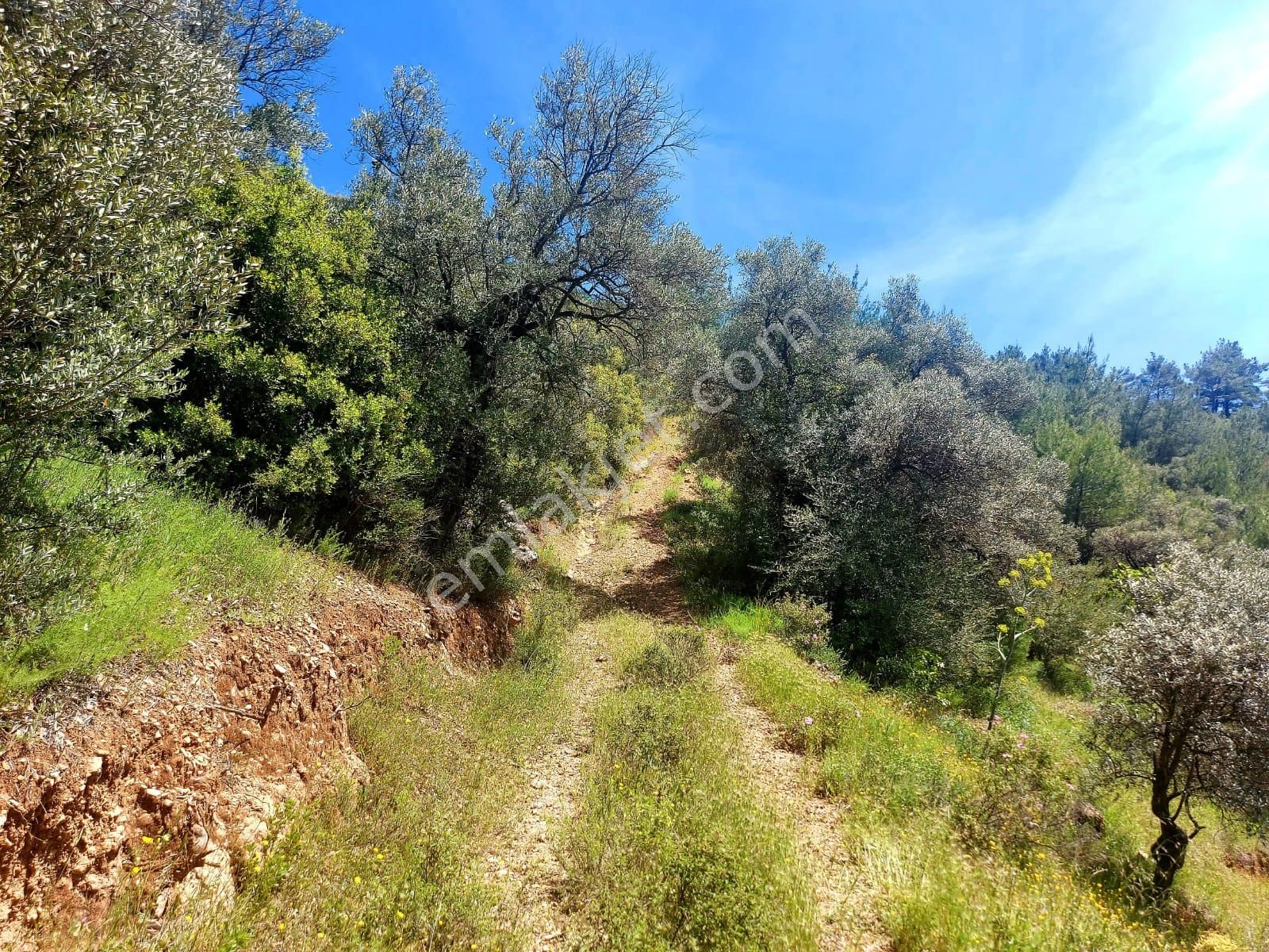 Torbalı Dirmil Satılık Zeytinlik Torbalı Dirmil Mah.aileden Bölünme 16353m2 Satılık Zeytinlik