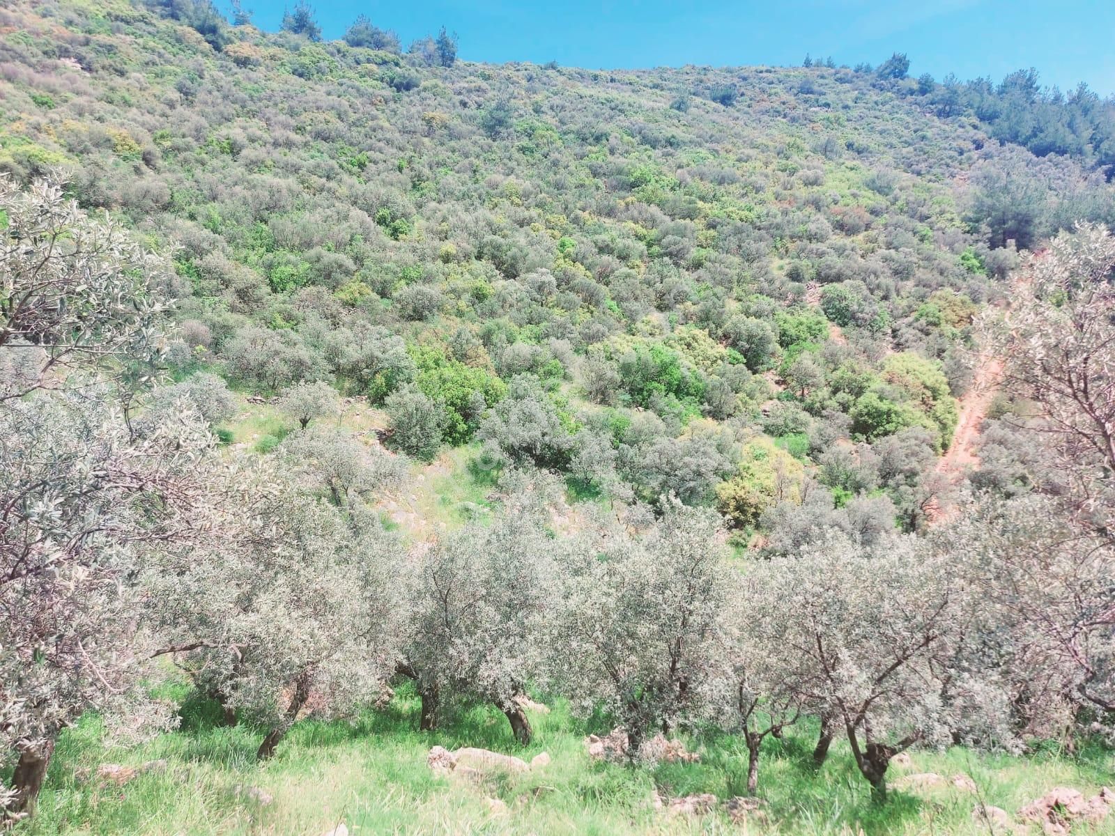 Torbalı Dirmil Satılık Zeytinlik  Torbalı Dirmil Mah.Aileden Bölünme 16353m2 Satılık Zeytinlik 