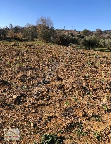 Seferihisar Orhanlıda 12 .000 M2 Zeytin Ağaçlı Tarla - Görsel 19