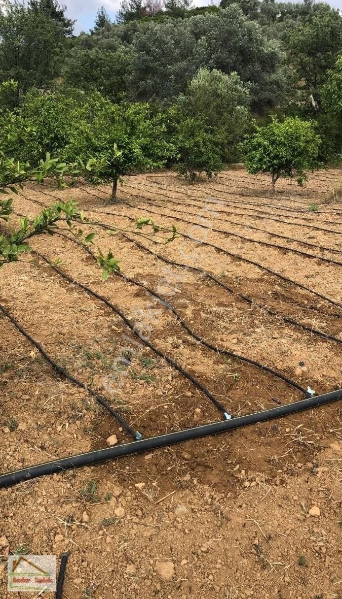 Seferihisar Orhanlıda 12 .000 M2 Zeytin Ağaçlı Tarla - Görsel 22